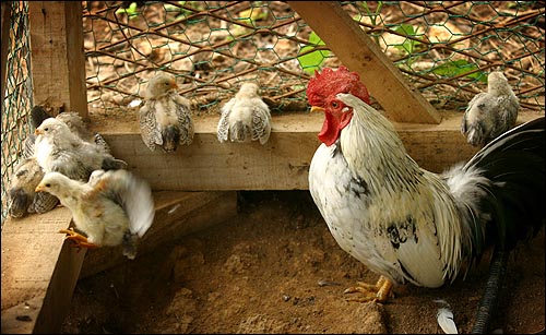 병아리의 날개짓이 왠지 힘차 보인다. '차보' 종류의 수탉과 그 새끼들. 